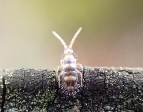 Willowsia platani
